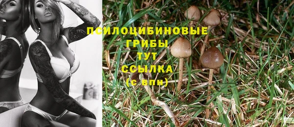 ПСИЛОЦИБИНОВЫЕ ГРИБЫ Касимов